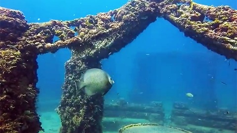 The Neptune Memorial Reef Is A Florida Attraction That is Unusually Beautiful