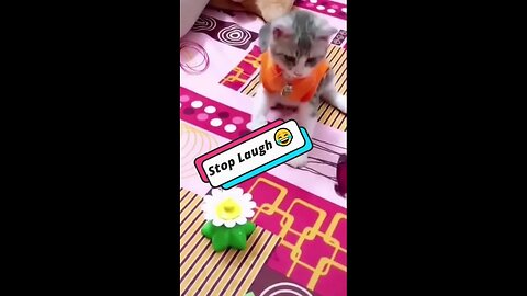 LOL-Worthy Funny Cat Moments 🐱 | Best Cute Cat Videos 🤣 #cat #cats #shorts