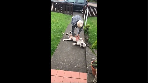 Pit Bull can't hold back excitement upon owner's return