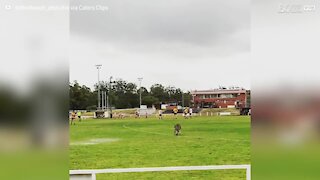 Canguru atrevido invade jogo de futebol na Austrália