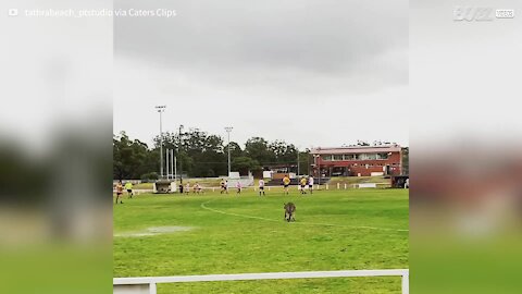 Canguru atrevido invade jogo de futebol na Austrália