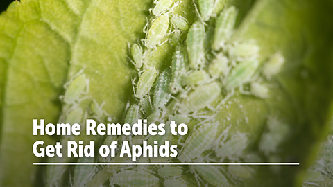Home Remedies to Get Rid of Aphids