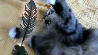 Funny cat reaction to bird feather