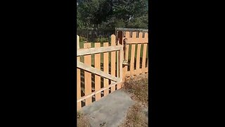 garden fence project