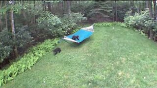 Filhotes de urso brincam em rede no quintal