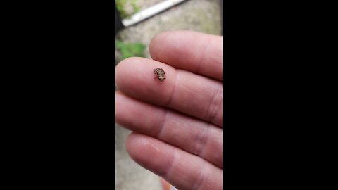 Rescue of worlds SMALLEST froggie!!