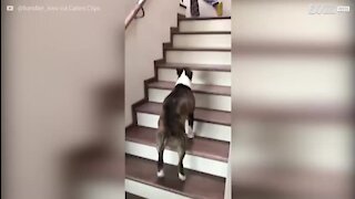 Bull terrier adorável sobe escadas com pulinhos