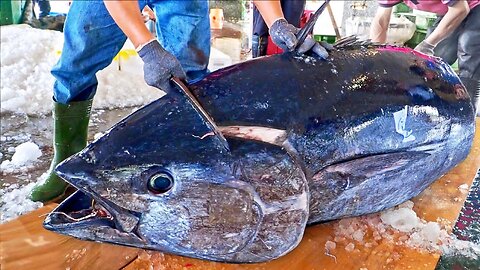 The master cuts a huge bluefin tuna and prepares delicious sashimi