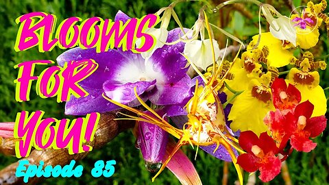 Orchid Updates | Orchid Bloom Dedications | Orchid Blooms for YOU! Episode 85 🌸🌺🌼#OrchidsinBloom