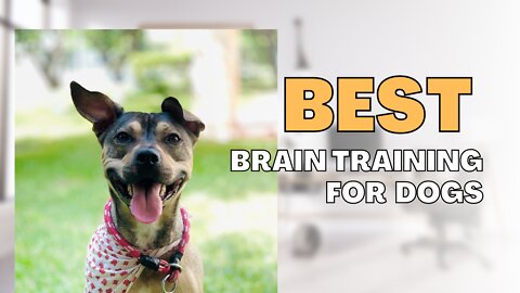 BEST BRAIN TRAINING FOR DOGS