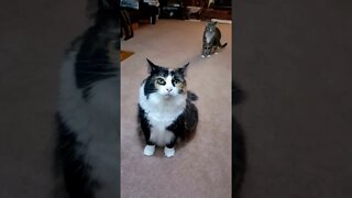 Cat Gets Her Treat Stolen by Her Brother