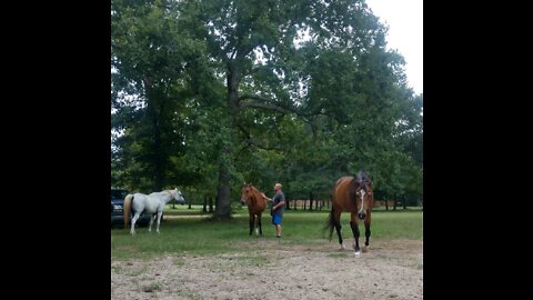 Horses running home