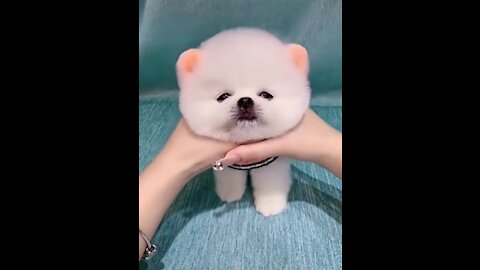 Cute puppies Cute Funny and dogs Compilation babys