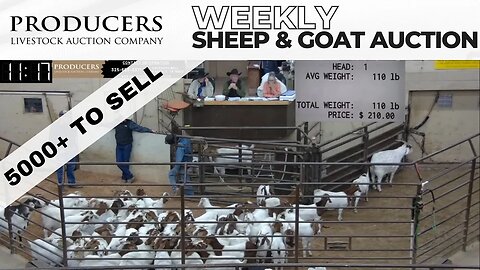 3/21/2023 - Producers Livestock Auction Company Sheep & Goat Auction