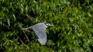 Yellow-Crowned Night Heron, Sony A1/Sony Alpha1, 4k