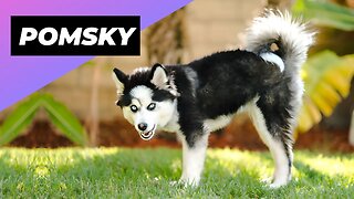 Pomsky 🐶 One Of The Most Beautiful Crossbreed Dogs #shorts