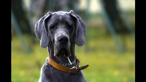 Ce chien têtu empêche sa propriétaire de prendre son bain tranquillement