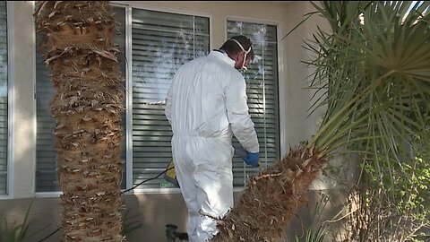 Mosquito mania in Las Vegas? Exterminator reports uptick after continued rainfall