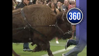 Should live animals be used as college football mascots?