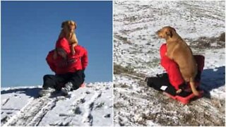 This dog loves sledding with his owner!