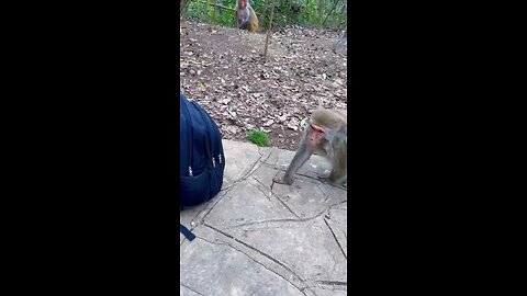 Monkey funny video