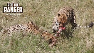 Cheetah Siblings Caught A Gazelle Fawn | Maasai Mara Safari | Zebra Plains