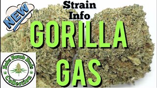 Gorilla Gas Strain Info Video