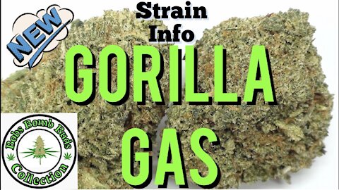 Gorilla Gas Strain Info Video