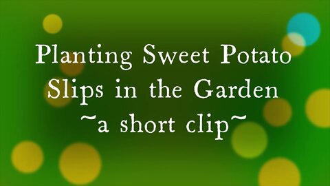 Planting My First Sweet Potato Slips