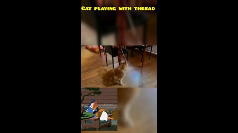 Cat playing with thread