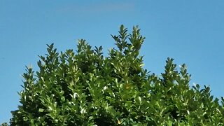 2 minutes of calm relaxation watching leaves blowing in the wind.