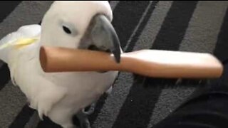 This cockatoo makes her owner brush her!