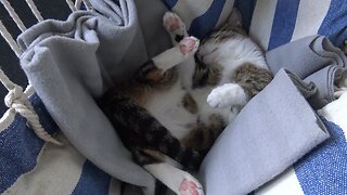 Funny Cat Dreams and Moves His Tail