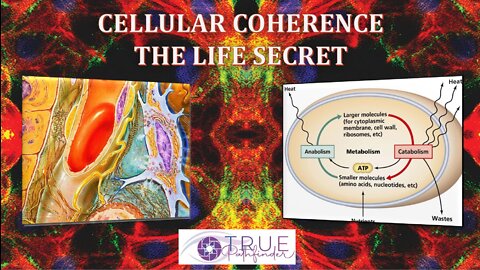 CELLULAR COHERENCE & DETOX | True Pathfinder