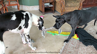 Great Danes Get Tangled Up Playing Tug Of War