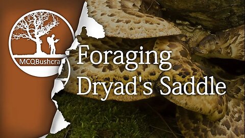 Foraging & Cooking Dryad's Saddle