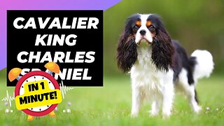 Cavalier King Charles Spaniel - In 1 Minute! 🐶 One Of The Laziest Dog Breeds In The World