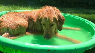 Pool-loving dog runs to express happiness