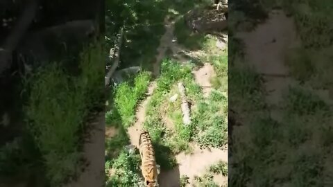 The Wondering Tiger at Zoo Idaho in Idaho Falls