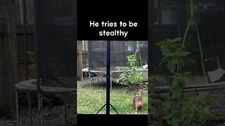 Banchee The Beagle: Squirrel Hunting
