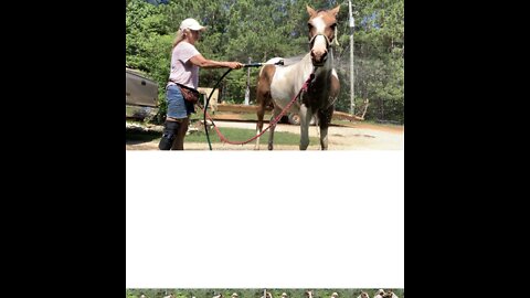 After hot trail ride horses like a shower also