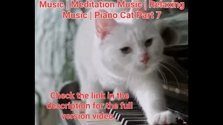 10 Second Short Of Best Piano Music | Meditation Music | Relaxing Music | Piano Cat Part 7 #shorts