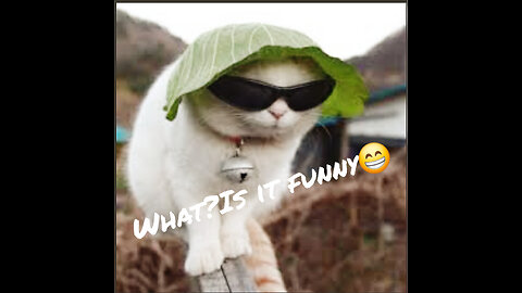 Funny cute animal's 😂🤗(cat's)🐈