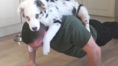 This Puppy Loves Helping His Owner With The Push Ups