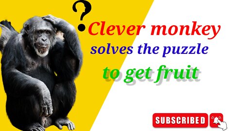 Clever monkey solves the puzzle to get fruit?