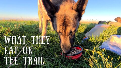 Backpacking Food for Dogs