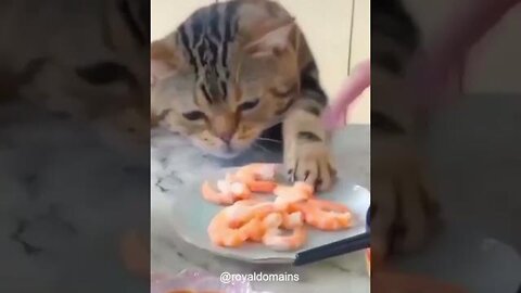 Cat Loves Shrimp Doesn't Quit Until He Gets Some!