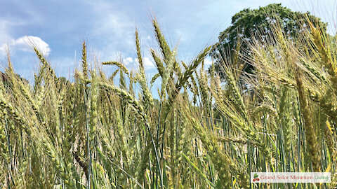 Winter Wheat and Rye Trial - Testing New Varieties