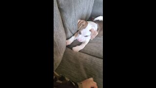 Playful puppy trying to hide