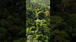 Amazon Rainforest: Unveiling the Lungs of the Earth